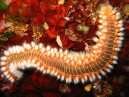 Image of Bearded Fireworm