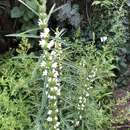 Image of Chinese motherwort