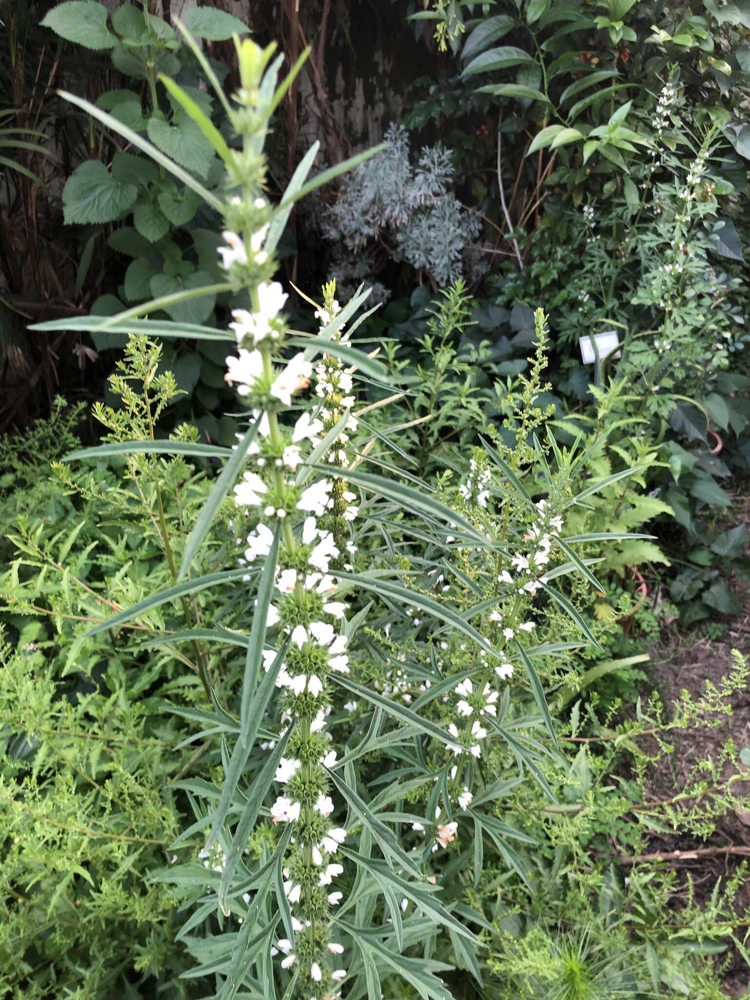 Image of Chinese motherwort