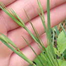 Sivun Sisyrinchium xerophyllum Greene kuva