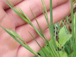 Image of jeweled blue-eyed grass