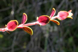 Imagem de Epilobium gracilipes T. Kirk