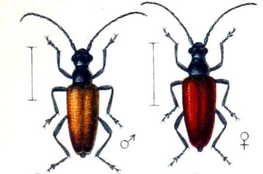 Image of Anastrangalia sanguinolenta (Linné 1761)