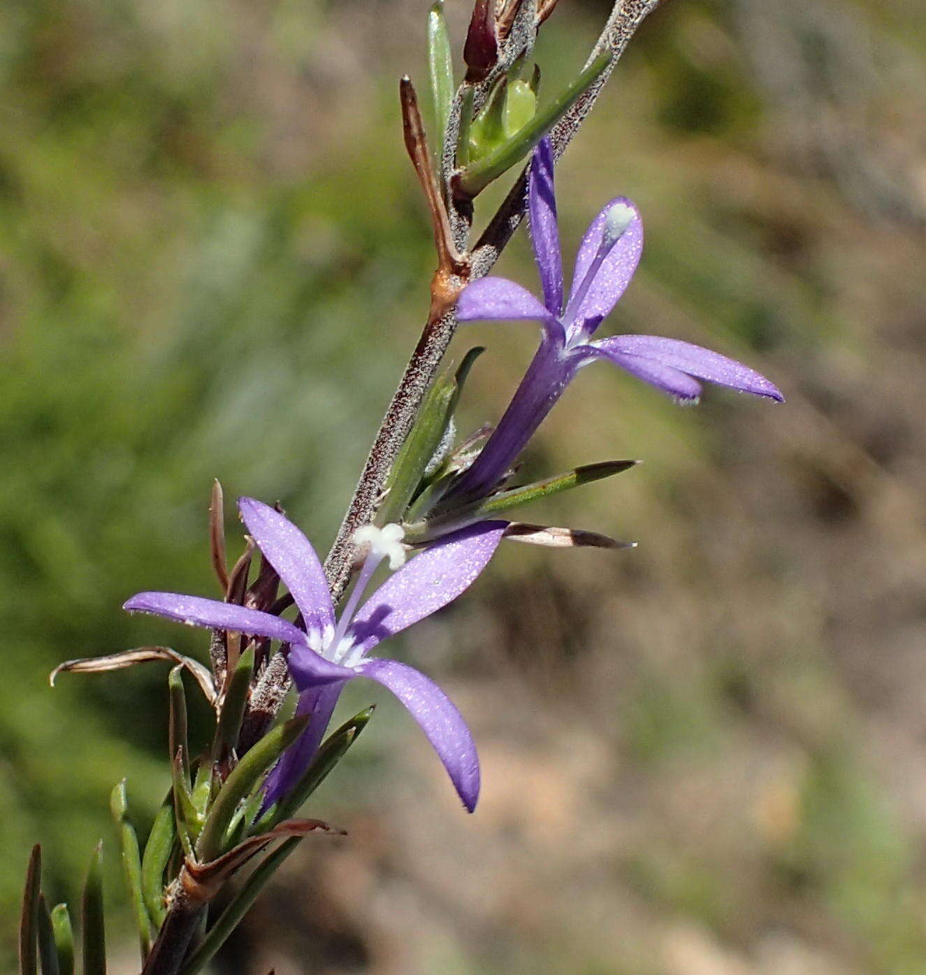 Sivun Theilera guthriei (L. Bolus) E. Phillips kuva