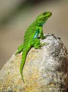 صورة Pristidactylus achalensis (Gallardo 1964)