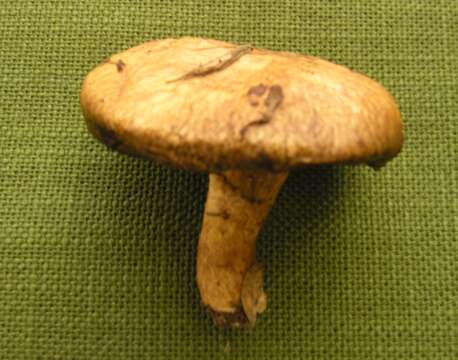 Image of Suillus tridentinus (Bres.) Singer 1945