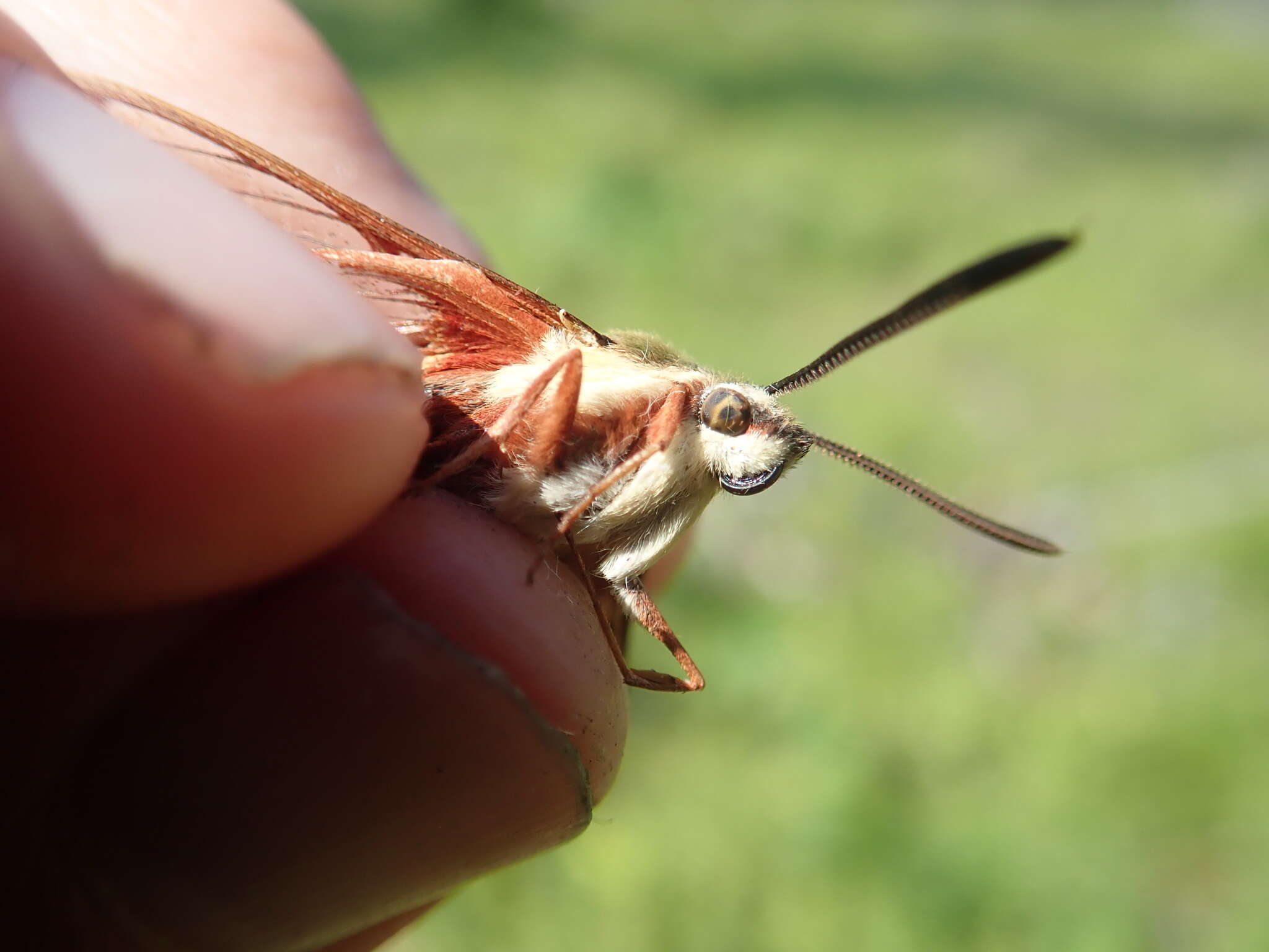 Imagem de Hemaris gracilis (Grote & Robinson 1865)