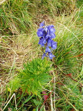 Слика од Aconitum napellus L.