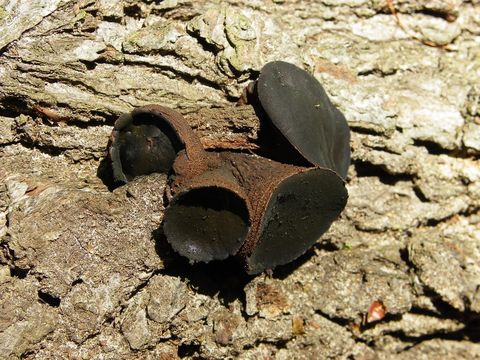 Image of Black Bulgar