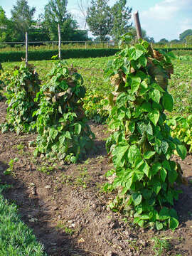 Image of kidney bean