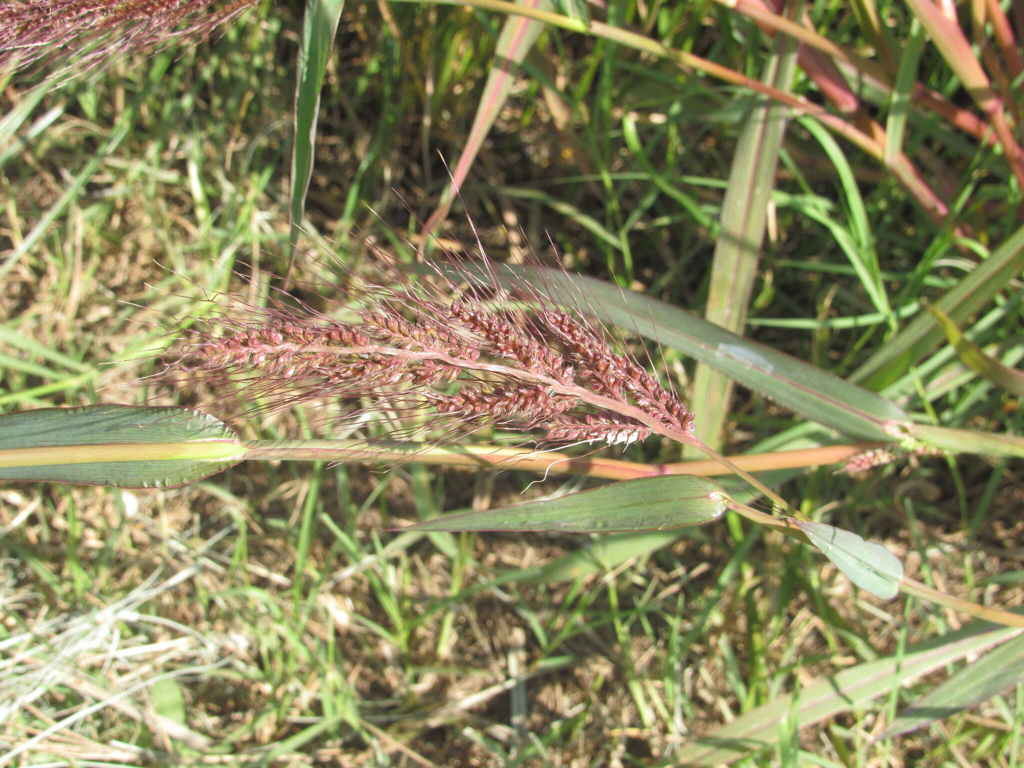 Image of Rice-Field Grass