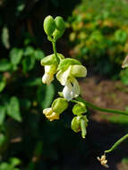 Image of kidney bean