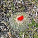 Parodia tuberculata Cárdenas resmi