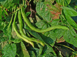 Image of kidney bean