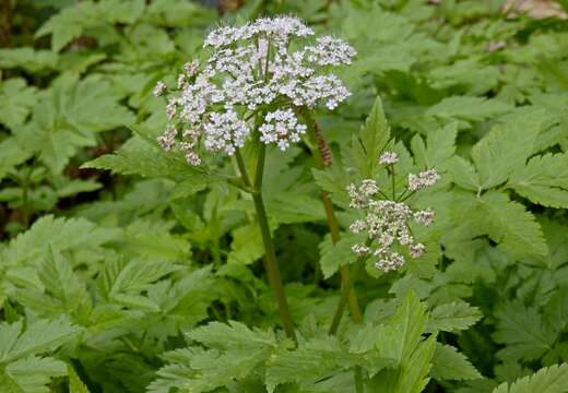 Image of Chaerophyllum hirsutum L.