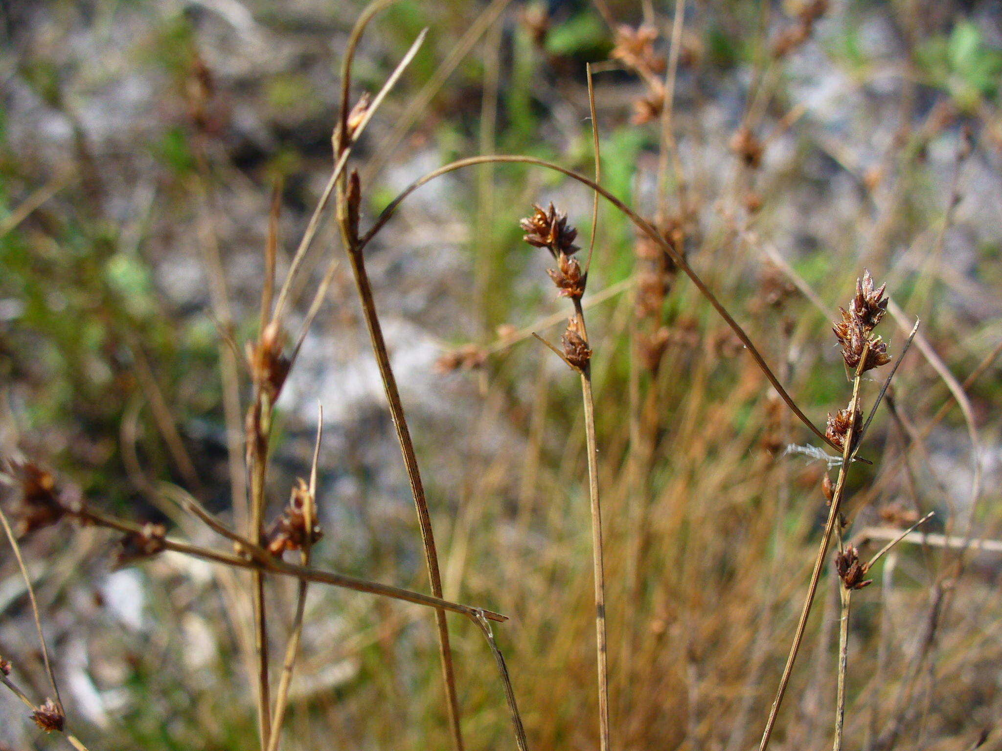Image of Ficinia bulbosa (L.) Nees