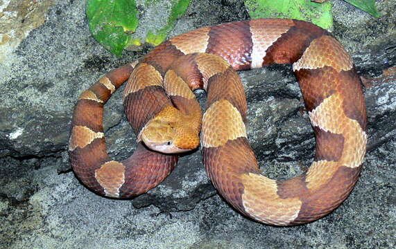 Image of Copperhead