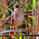 Sivun Cisticola subruficapilla windhoekensis (Roberts 1937) kuva