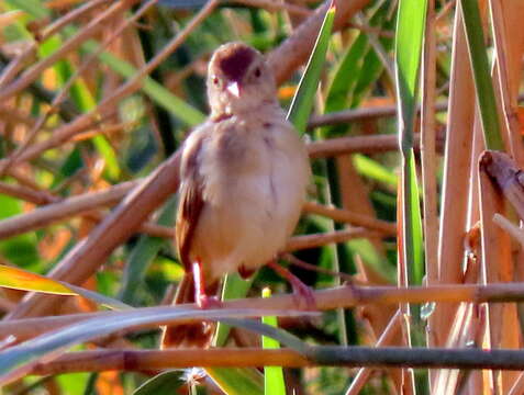 Sivun Cisticola subruficapilla windhoekensis (Roberts 1937) kuva