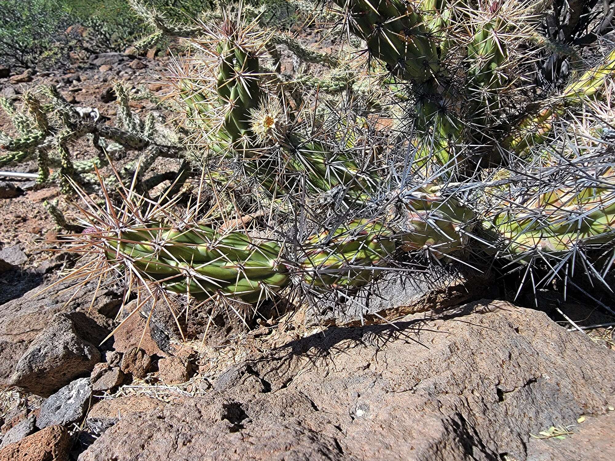 Image of Grusonia robertsii Rebman