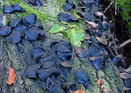 Image of Black Bulgar