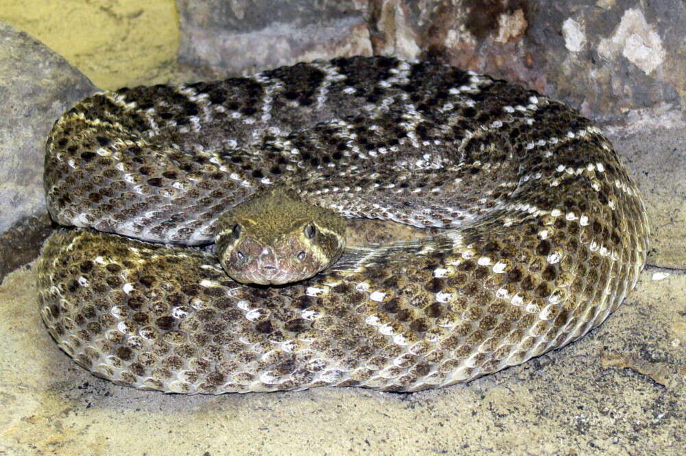 Image of Western Diamond-backed Rattlesnake