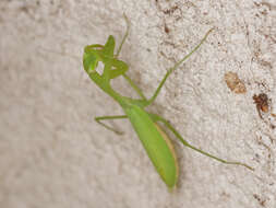 Image of Egyptian praying mantis