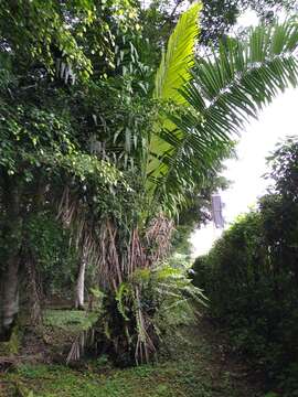 Image of ivory nut palm