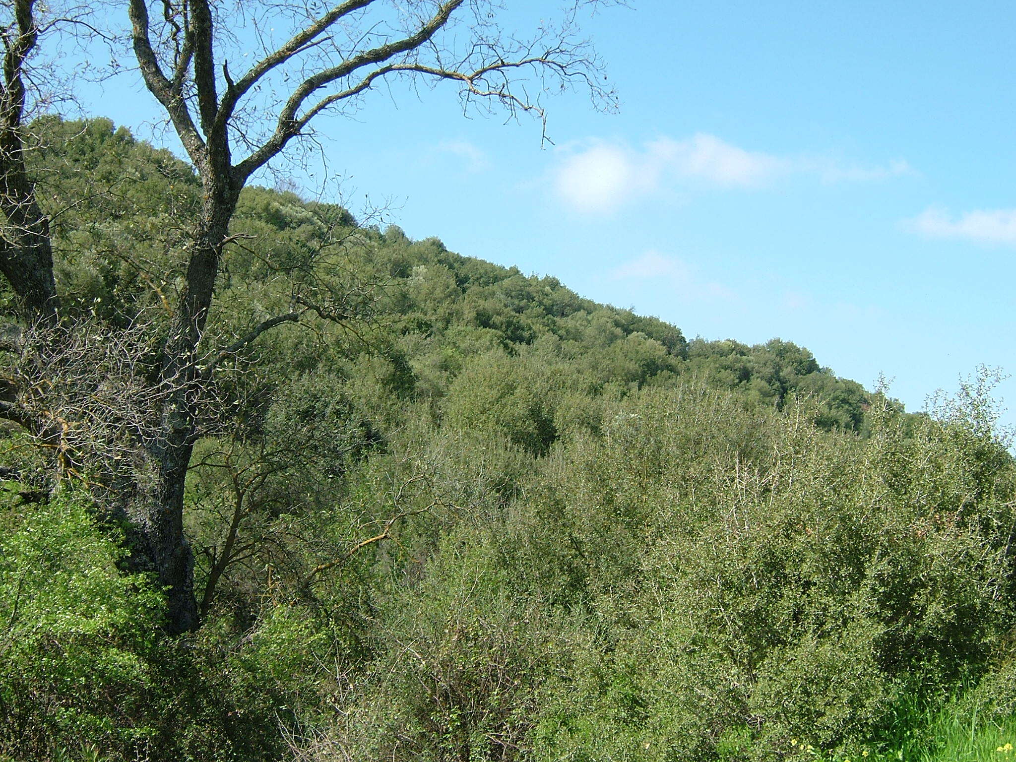 Image of Kermes Oak