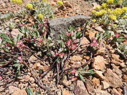 Plancia ëd Polygonum shastense Brewer ex A. Gray