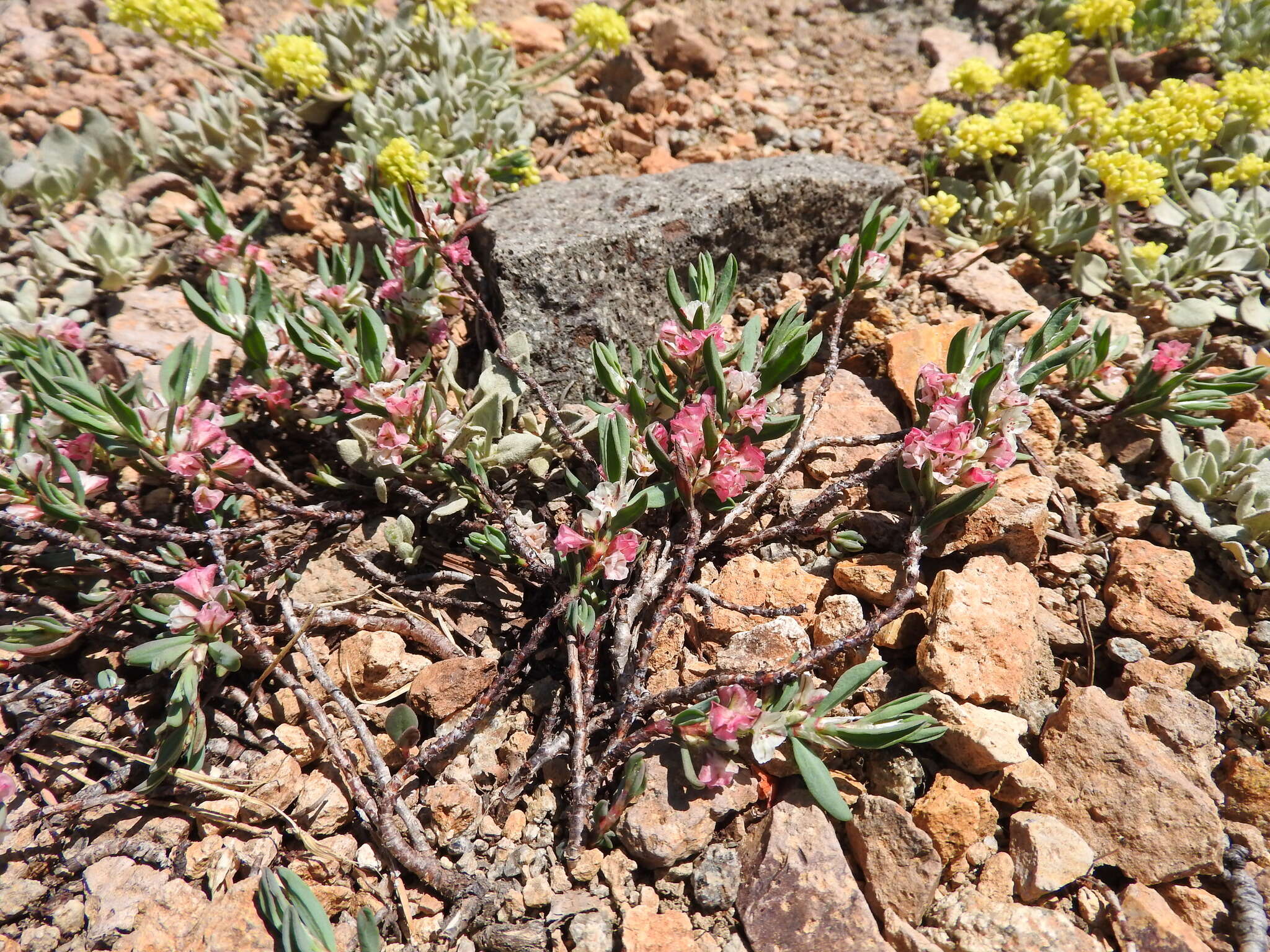 Plancia ëd Polygonum shastense Brewer ex A. Gray