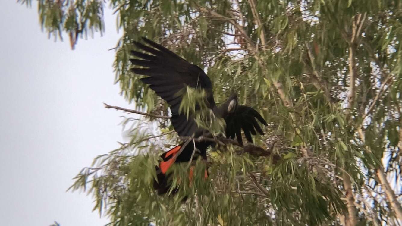 Image of Calyptorhynchus banksii banksii (Latham 1790)