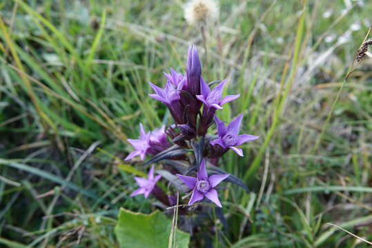 Image de gentianelle dallemagne