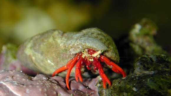 Image of red reef hermit crab