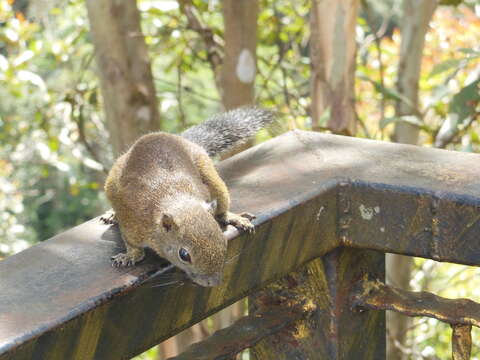 Image of Borneo Black-banded Squirrel