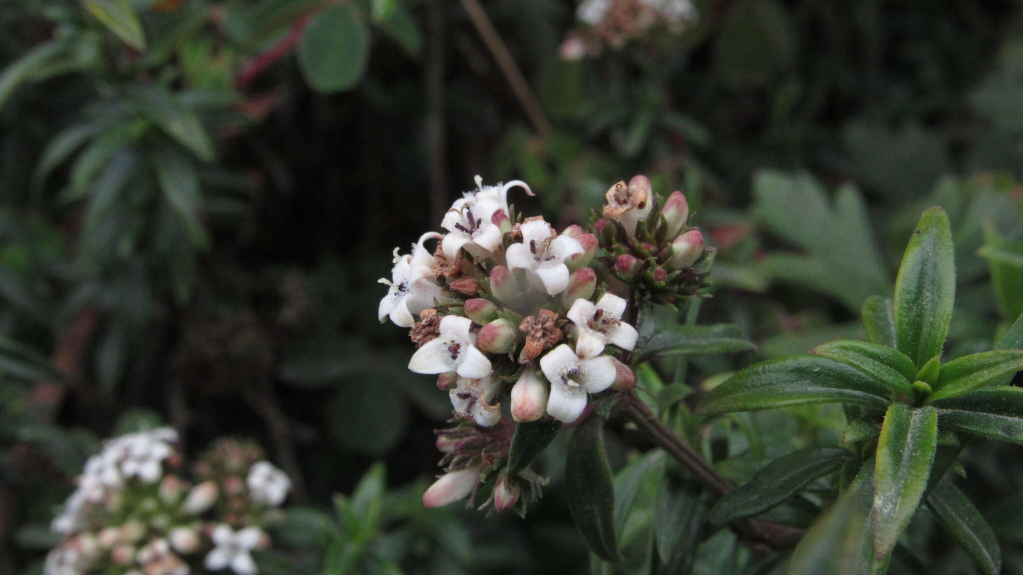 Image de Galianthe bogotensis (Willd.) E. L. Cabral & Bacigalupo