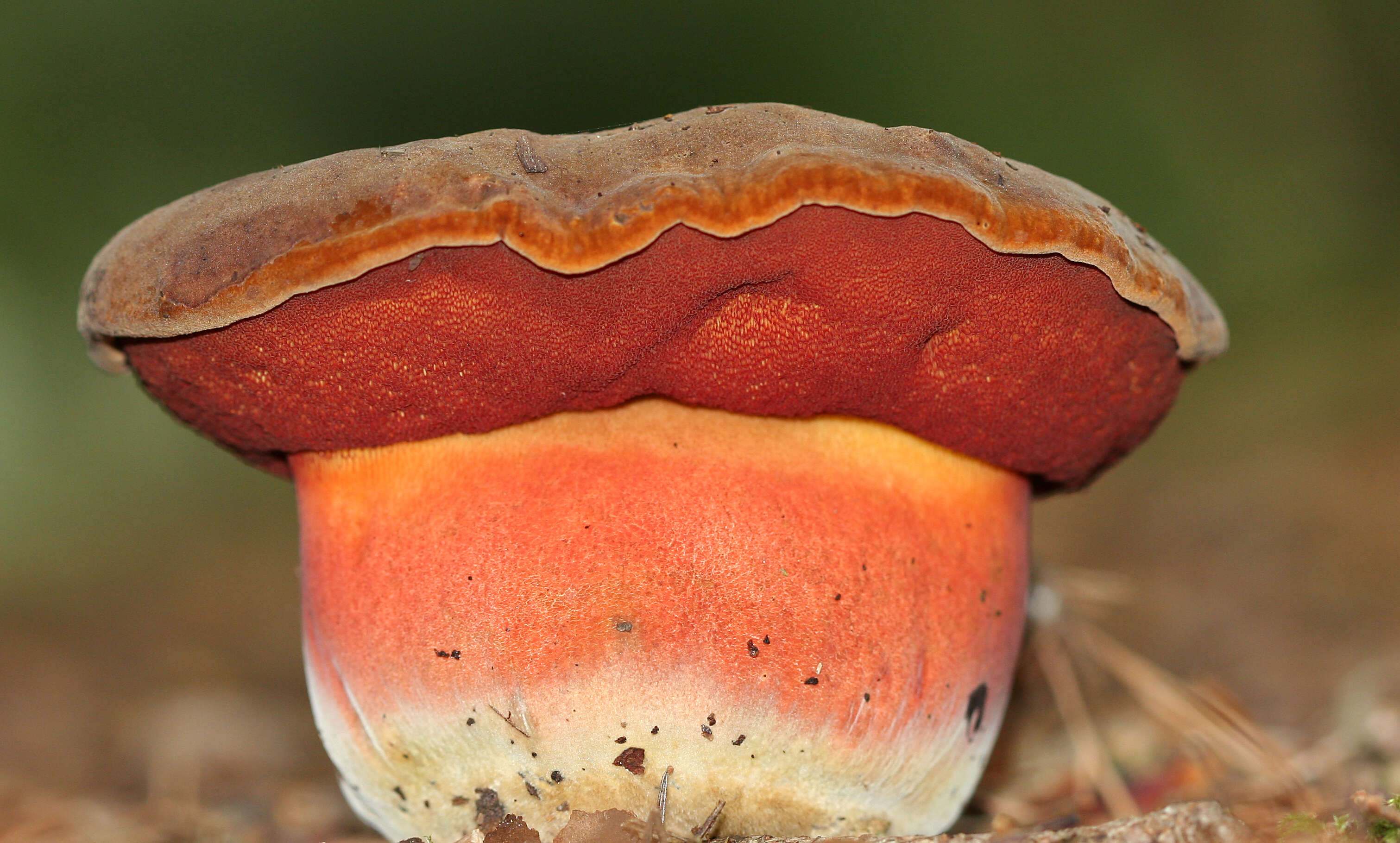 Image of Neoboletus luridiformis (Rostk.) Gelardi, Simonini & Vizzini 2014