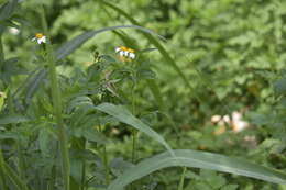 Image of Calotes irawadi Zug, Brown, Schulte & Vindum 2006