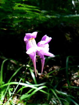 صورة Linaria triornithophora (L.) Willd.