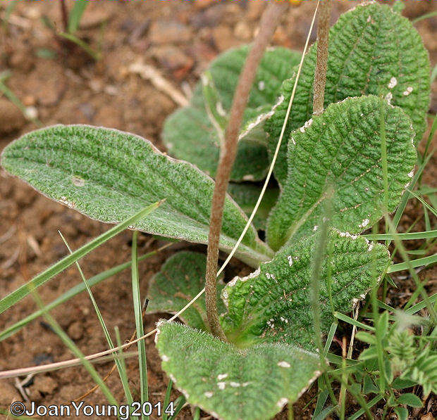 Image of Helichrysum nudifolium var. pilosellum (L. fil.) H. Beentje