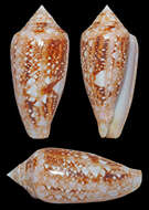 صورة Conus legatus Lamarck 1810