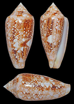 Image of Conus legatus Lamarck 1810