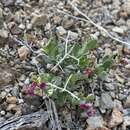 Image of spiny milkwort