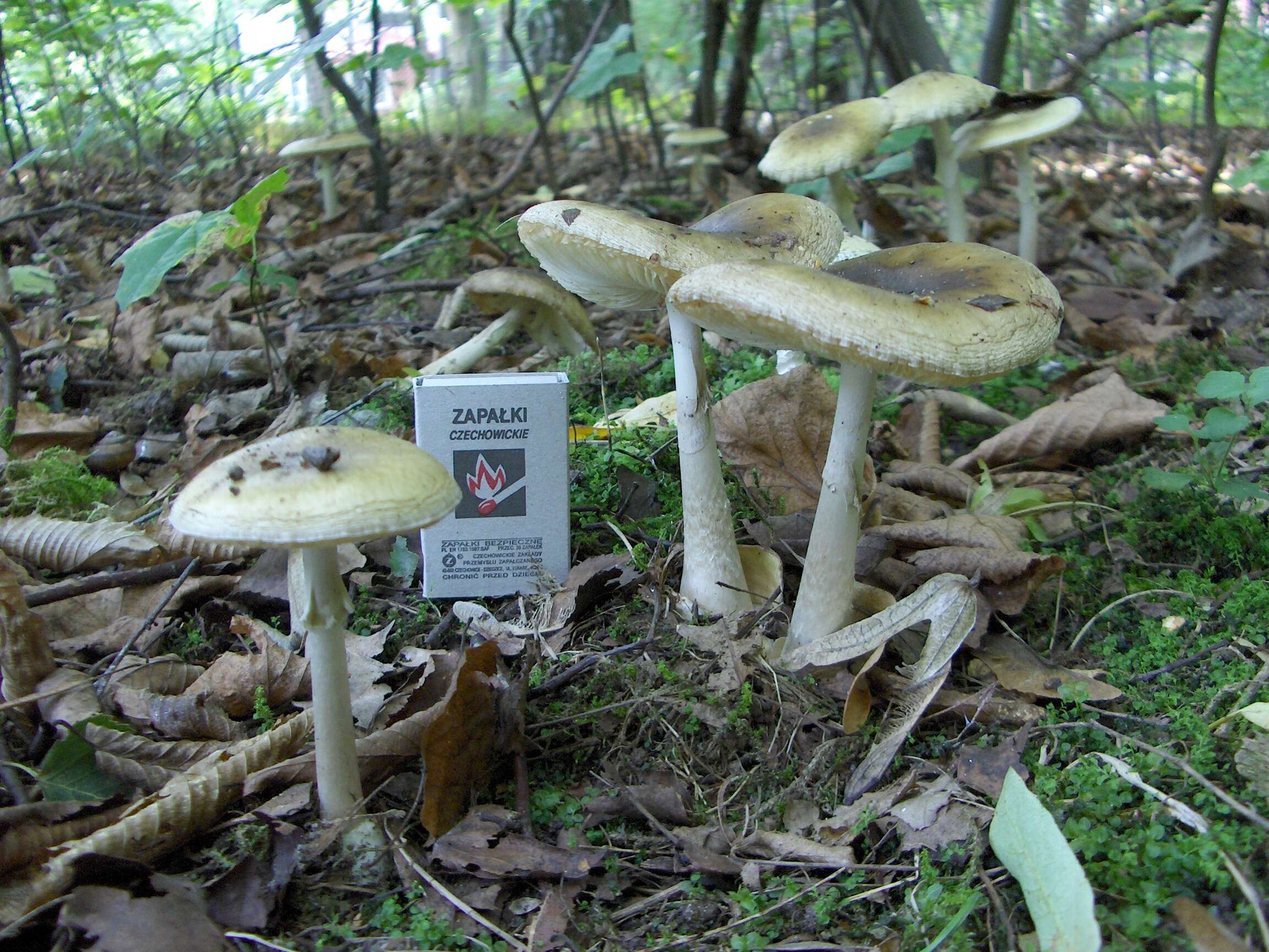 Image of Death cap