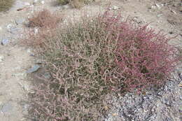 Image of Prickly Russian-Thistle