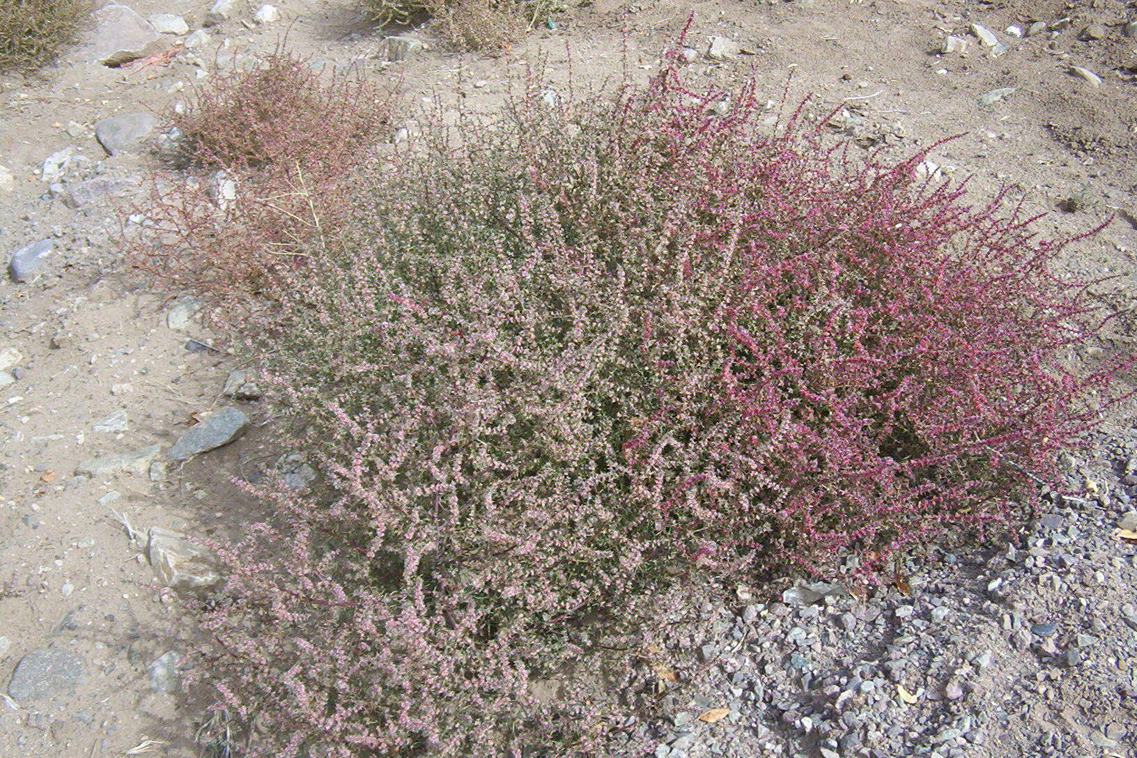 Image of Prickly Russian-Thistle