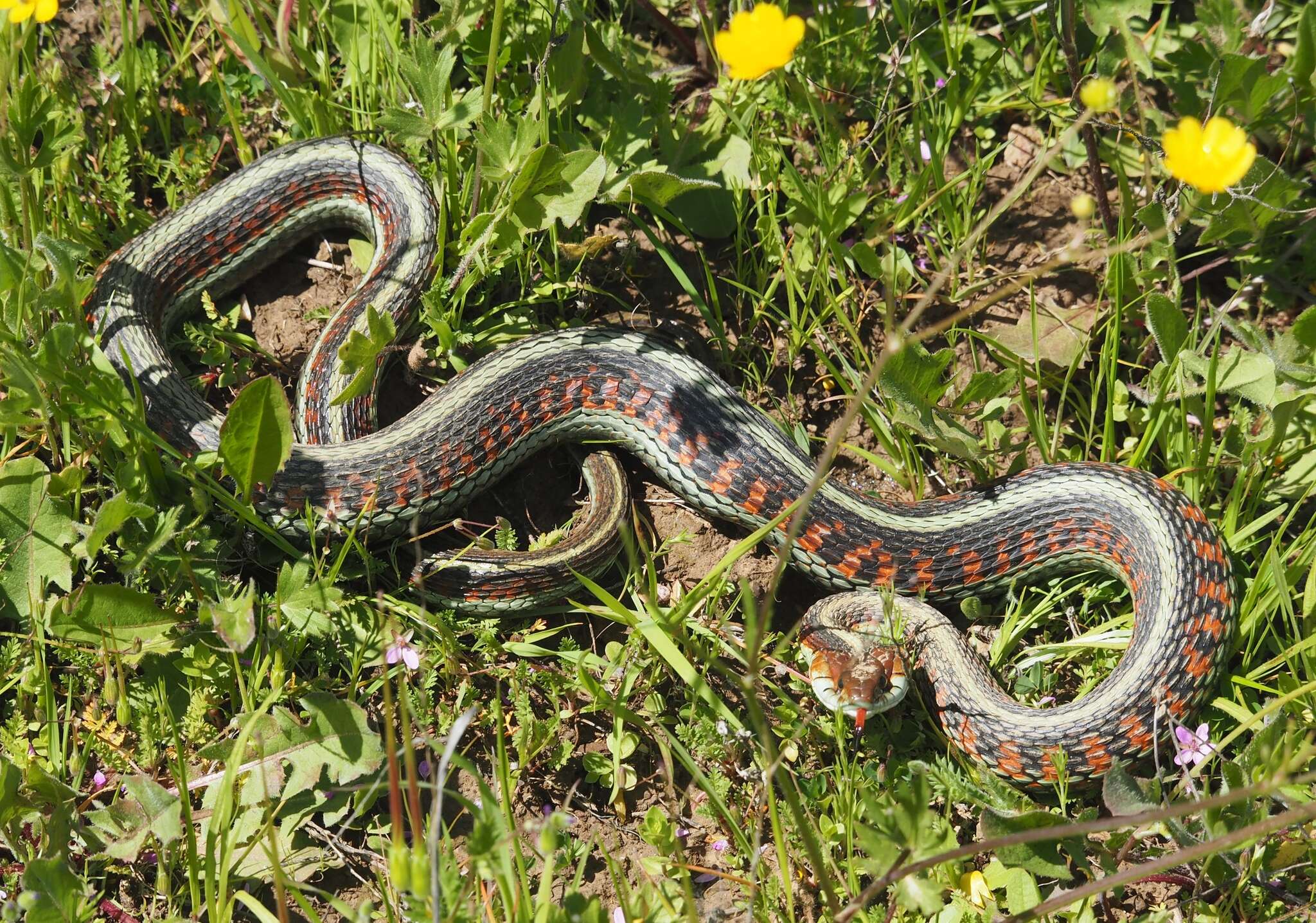 Image of Thamnophis sirtalis infernalis (Blainville 1835)