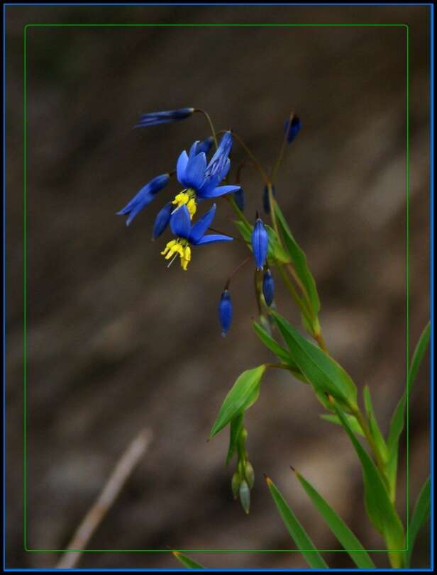 Image of Grass-lilies