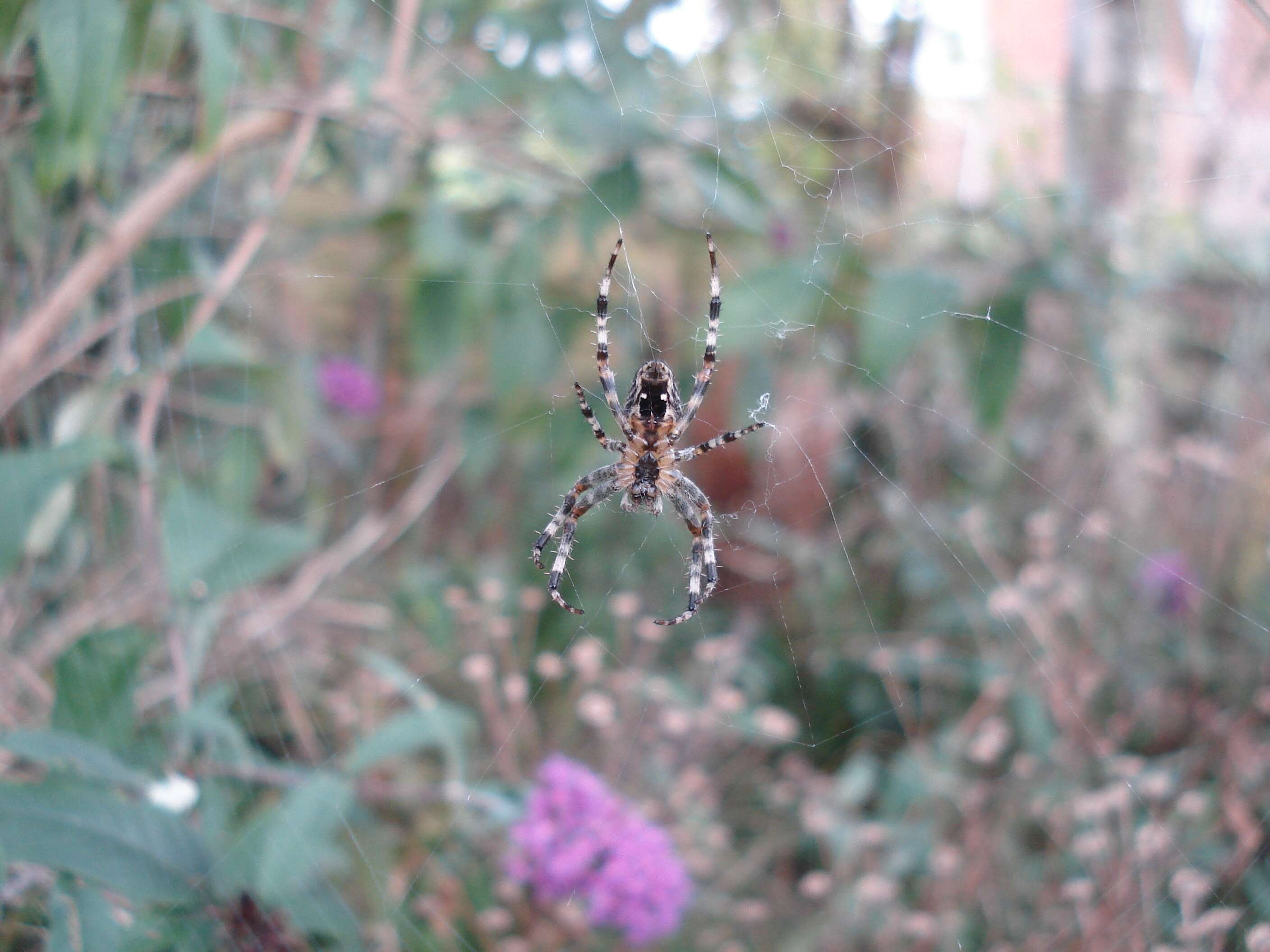 Image of Garden spider