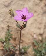 Sivun Erodium crassifolium (Forsk.) L'Hér. kuva